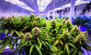Commercial Marijuana Grow Operation Conway Cannabis