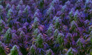 Field of colorful maturing indoor medical marijuana plants Conway Cannabis