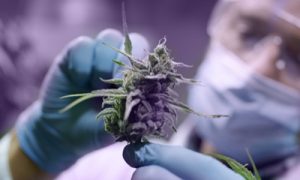Conway Cannabis Scientist Checking Hemp Plants